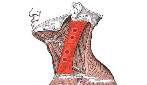 Terapia mięśniowo-powięziowych PUNKTÓW SPUSTOWYCH